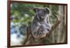 Koala (Phascolarctos cinereus), Lone Pine Sanctuary, Brisbane, Queensland, Australia, Pacific-Michael Runkel-Framed Photographic Print