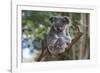 Koala (Phascolarctos cinereus), Lone Pine Sanctuary, Brisbane, Queensland, Australia, Pacific-Michael Runkel-Framed Photographic Print