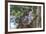 Koala (Phascolarctos cinereus), Lone Pine Sanctuary, Brisbane, Queensland, Australia, Pacific-Michael Runkel-Framed Photographic Print