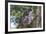 Koala (Phascolarctos cinereus), Lone Pine Sanctuary, Brisbane, Queensland, Australia, Pacific-Michael Runkel-Framed Photographic Print