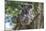 Koala (Phascolarctos cinereus), Lone Pine Sanctuary, Brisbane, Queensland, Australia, Pacific-Michael Runkel-Mounted Photographic Print