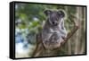 Koala (Phascolarctos cinereus), Lone Pine Sanctuary, Brisbane, Queensland, Australia, Pacific-Michael Runkel-Framed Stretched Canvas
