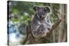 Koala (Phascolarctos cinereus), Lone Pine Sanctuary, Brisbane, Queensland, Australia, Pacific-Michael Runkel-Stretched Canvas