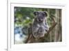 Koala (Phascolarctos cinereus), Lone Pine Sanctuary, Brisbane, Queensland, Australia, Pacific-Michael Runkel-Framed Photographic Print