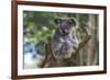 Koala (Phascolarctos cinereus), Lone Pine Sanctuary, Brisbane, Queensland, Australia, Pacific-Michael Runkel-Framed Photographic Print