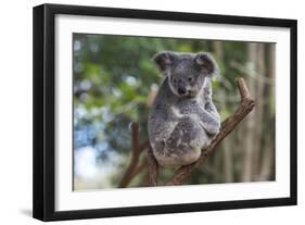 Koala (Phascolarctos cinereus), Lone Pine Sanctuary, Brisbane, Queensland, Australia, Pacific-Michael Runkel-Framed Photographic Print