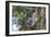 Koala (Phascolarctos cinereus), Lone Pine Sanctuary, Brisbane, Queensland, Australia, Pacific-Michael Runkel-Framed Photographic Print