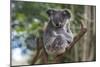 Koala (Phascolarctos cinereus), Lone Pine Sanctuary, Brisbane, Queensland, Australia, Pacific-Michael Runkel-Mounted Photographic Print