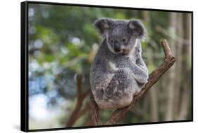 Koala (Phascolarctos cinereus), Lone Pine Sanctuary, Brisbane, Queensland, Australia, Pacific-Michael Runkel-Framed Stretched Canvas