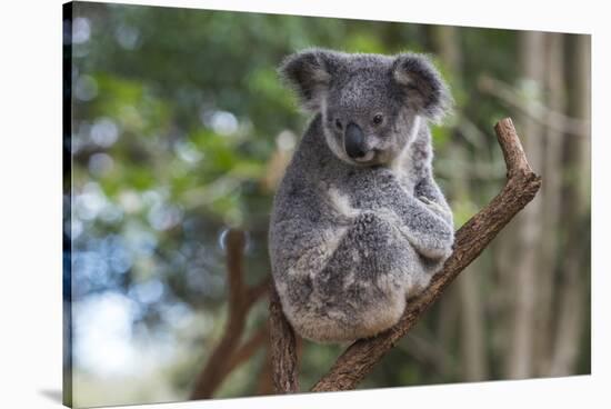 Koala (Phascolarctos cinereus), Lone Pine Sanctuary, Brisbane, Queensland, Australia, Pacific-Michael Runkel-Stretched Canvas