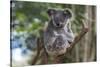Koala (Phascolarctos cinereus), Lone Pine Sanctuary, Brisbane, Queensland, Australia, Pacific-Michael Runkel-Stretched Canvas