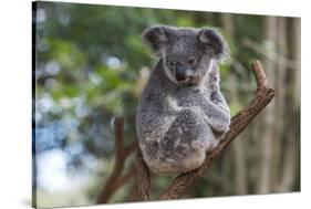 Koala (Phascolarctos cinereus), Lone Pine Sanctuary, Brisbane, Queensland, Australia, Pacific-Michael Runkel-Stretched Canvas