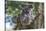 Koala (Phascolarctos cinereus), Lone Pine Sanctuary, Brisbane, Queensland, Australia, Pacific-Michael Runkel-Stretched Canvas