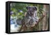 Koala (Phascolarctos cinereus), Lone Pine Sanctuary, Brisbane, Queensland, Australia, Pacific-Michael Runkel-Framed Stretched Canvas