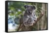 Koala (Phascolarctos cinereus), Lone Pine Sanctuary, Brisbane, Queensland, Australia, Pacific-Michael Runkel-Framed Stretched Canvas