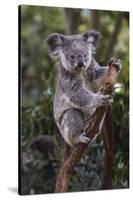 Koala (Phascolarctos cinereus), Lone Pine Sanctuary, Brisbane, Queensland, Australia, Pacific-Michael Runkel-Stretched Canvas