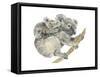 Koala (Phascolarctos Cinereus), Marsupial, Mammals-Encyclopaedia Britannica-Framed Stretched Canvas