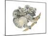 Koala (Phascolarctos Cinereus), Marsupial, Mammals-Encyclopaedia Britannica-Mounted Poster