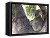 Koala (Phascolartos Cinereus), Magnetic Island, Queensland, Australia-Thorsten Milse-Framed Stretched Canvas