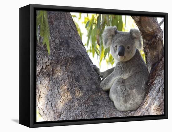 Koala (Phascolartos Cinereus), Magnetic Island, Queensland, Australia-Thorsten Milse-Framed Stretched Canvas