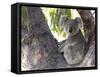 Koala (Phascolartos Cinereus), Magnetic Island, Queensland, Australia-Thorsten Milse-Framed Stretched Canvas