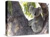 Koala (Phascolartos Cinereus), Magnetic Island, Queensland, Australia-Thorsten Milse-Stretched Canvas