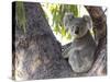 Koala (Phascolartos Cinereus), Magnetic Island, Queensland, Australia-Thorsten Milse-Stretched Canvas