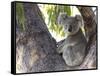 Koala (Phascolartos Cinereus), Magnetic Island, Queensland, Australia-Thorsten Milse-Framed Stretched Canvas