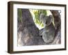 Koala (Phascolartos Cinereus), Magnetic Island, Queensland, Australia-Thorsten Milse-Framed Premium Photographic Print