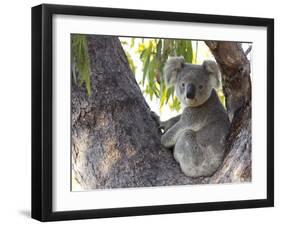 Koala (Phascolartos Cinereus), Magnetic Island, Queensland, Australia-Thorsten Milse-Framed Premium Photographic Print