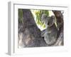 Koala (Phascolartos Cinereus), Magnetic Island, Queensland, Australia-Thorsten Milse-Framed Premium Photographic Print