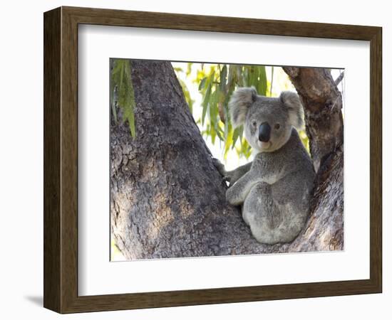 Koala (Phascolartos Cinereus), Magnetic Island, Queensland, Australia-Thorsten Milse-Framed Photographic Print