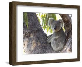 Koala (Phascolartos Cinereus), Magnetic Island, Queensland, Australia-Thorsten Milse-Framed Photographic Print