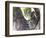 Koala (Phascolartos Cinereus), Magnetic Island, Queensland, Australia-Thorsten Milse-Framed Photographic Print