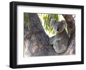 Koala (Phascolartos Cinereus), Magnetic Island, Queensland, Australia-Thorsten Milse-Framed Photographic Print