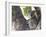 Koala (Phascolartos Cinereus), Magnetic Island, Queensland, Australia-Thorsten Milse-Framed Photographic Print