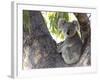 Koala (Phascolartos Cinereus), Magnetic Island, Queensland, Australia-Thorsten Milse-Framed Photographic Print