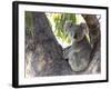 Koala (Phascolartos Cinereus), Magnetic Island, Queensland, Australia-Thorsten Milse-Framed Photographic Print