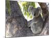 Koala (Phascolartos Cinereus), Magnetic Island, Queensland, Australia-Thorsten Milse-Mounted Photographic Print