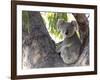 Koala (Phascolartos Cinereus), Magnetic Island, Queensland, Australia-Thorsten Milse-Framed Photographic Print