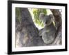 Koala (Phascolartos Cinereus), Magnetic Island, Queensland, Australia-Thorsten Milse-Framed Photographic Print