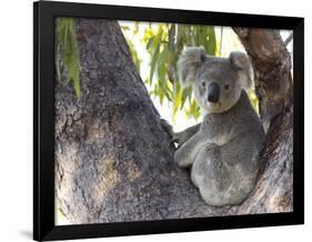 Koala (Phascolartos Cinereus), Magnetic Island, Queensland, Australia-Thorsten Milse-Framed Photographic Print