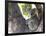 Koala (Phascolartos Cinereus), Magnetic Island, Queensland, Australia-Thorsten Milse-Framed Photographic Print
