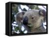 Koala, (Phascolartos Cinereus), Magnetic Island, Queensland, Australia-Thorsten Milse-Framed Stretched Canvas