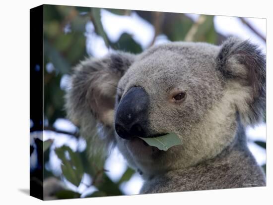 Koala, (Phascolartos Cinereus), Magnetic Island, Queensland, Australia-Thorsten Milse-Stretched Canvas