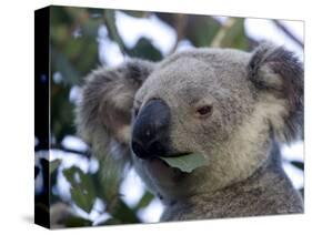 Koala, (Phascolartos Cinereus), Magnetic Island, Queensland, Australia-Thorsten Milse-Stretched Canvas