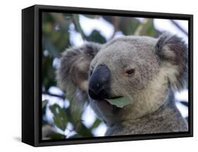 Koala, (Phascolartos Cinereus), Magnetic Island, Queensland, Australia-Thorsten Milse-Framed Stretched Canvas