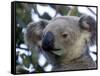 Koala, (Phascolartos Cinereus), Magnetic Island, Queensland, Australia-Thorsten Milse-Framed Stretched Canvas