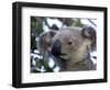 Koala, (Phascolartos Cinereus), Magnetic Island, Queensland, Australia-Thorsten Milse-Framed Photographic Print