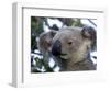 Koala, (Phascolartos Cinereus), Magnetic Island, Queensland, Australia-Thorsten Milse-Framed Photographic Print